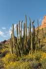 Arizona A landscape of Organ pipe cactus and blooming Brittlebush in Organ Pipe National Monument Art Print